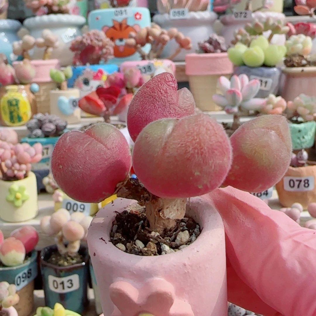 造型粉红毛翠 盆口2.5cm