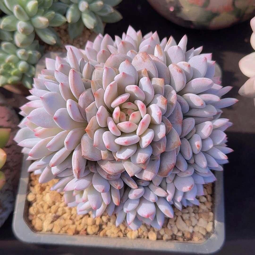 星星橙捧花多肉一物一拍