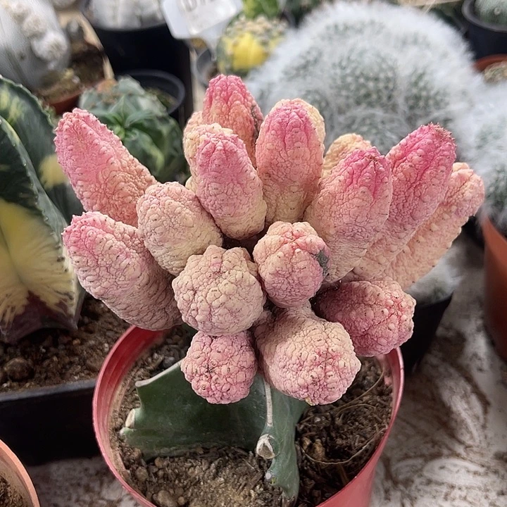 仙人球开花仙人球上