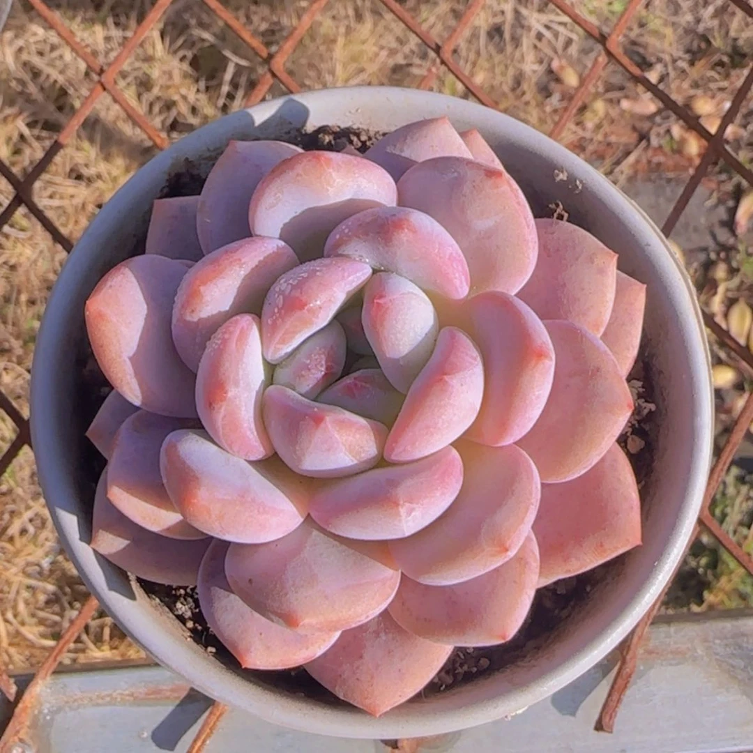 【闪购商品】香橙，