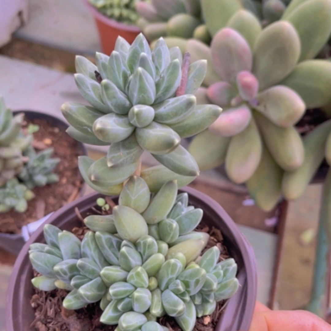 【闪购商品】乌拉克拉2881