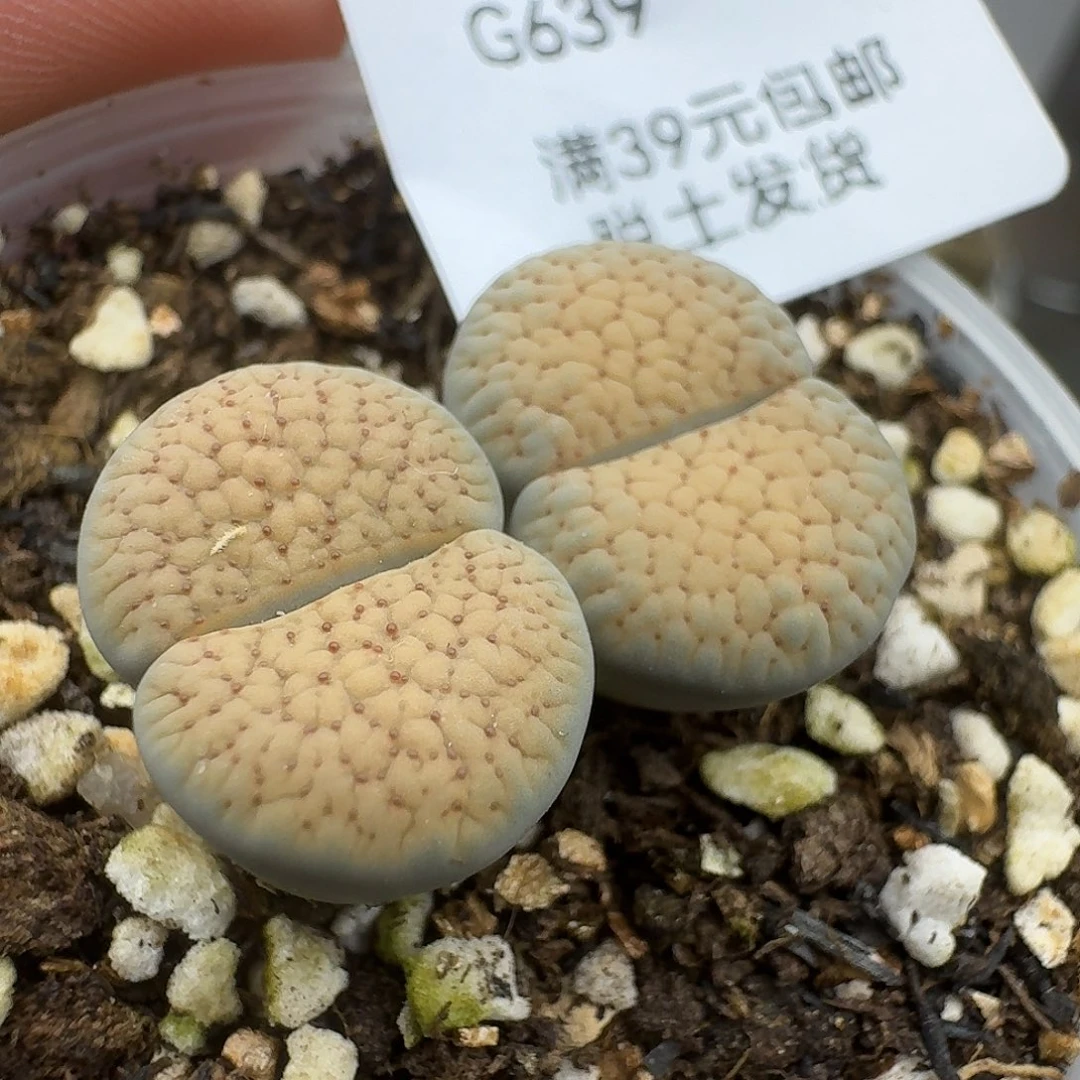 639多肉哈哈哈哈哈哈哈哈