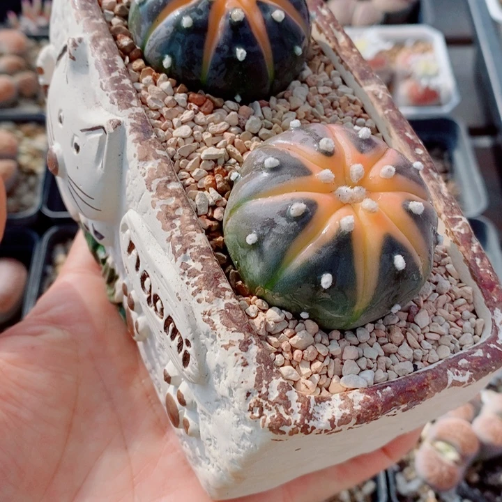 生石花花花花花花花花664