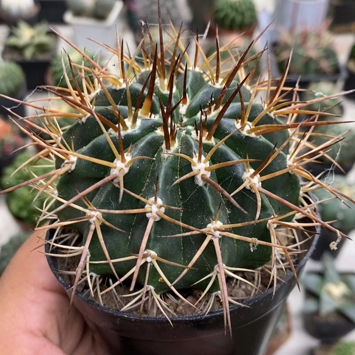 实生狂刺彩云特价