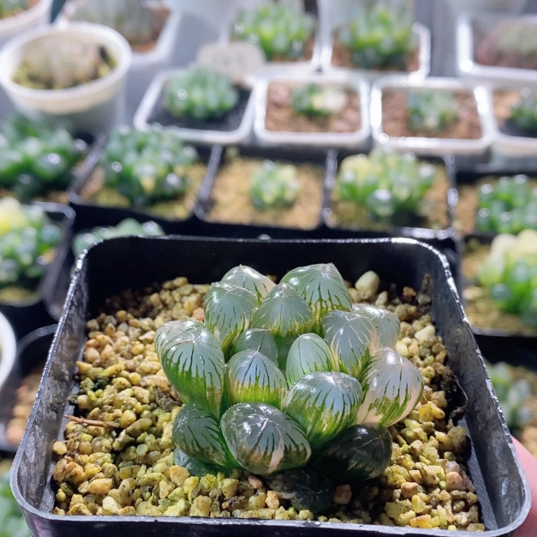 实生玉露锦多肉植物