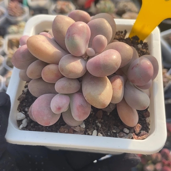 835桃蛋多肉植物保护