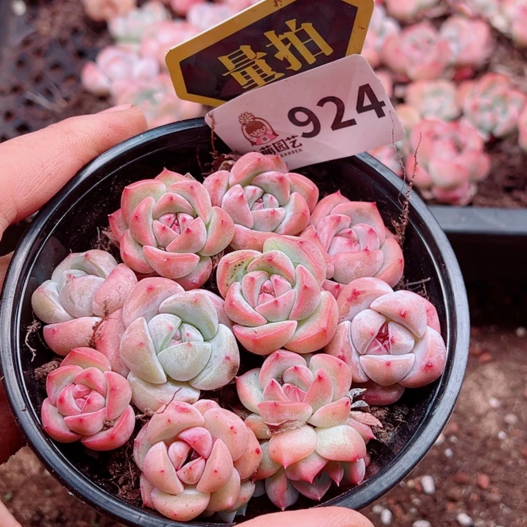 多肉植物多肉植物