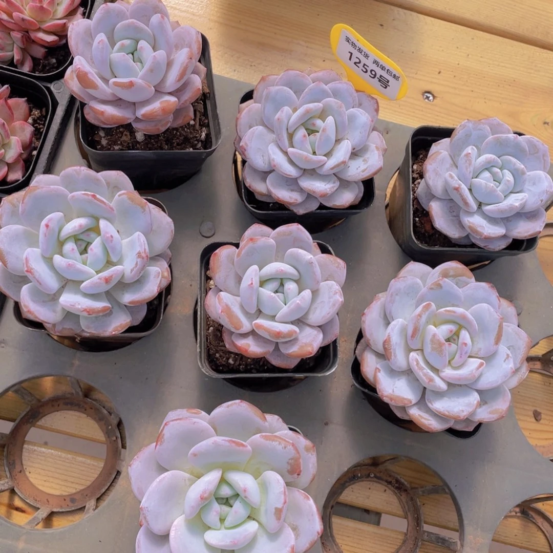 1259号 雪花橙单头一个