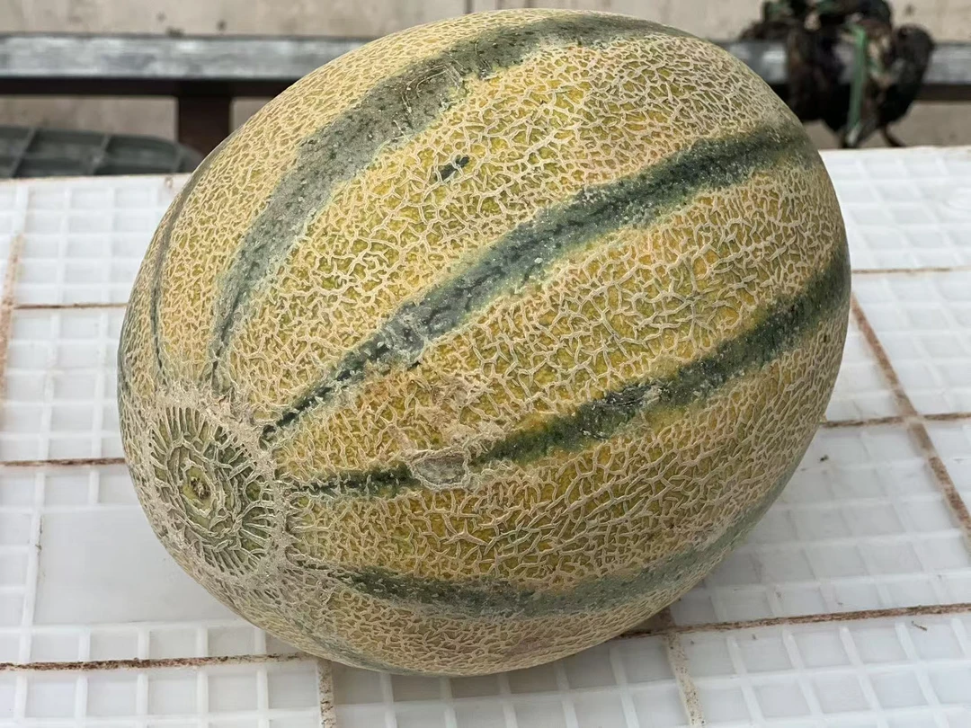 开封发货-新疆老汉瓜甜瓜