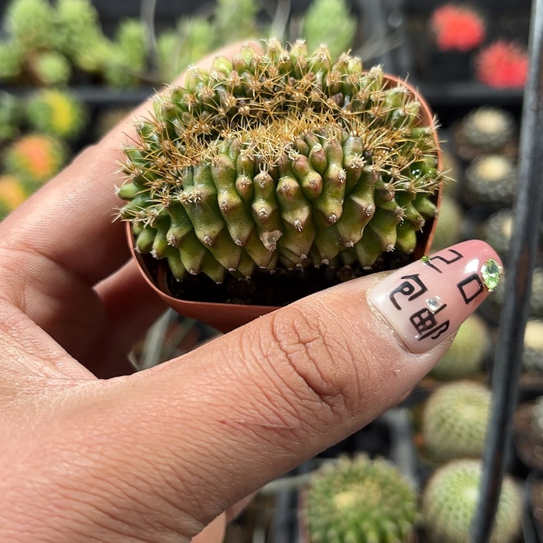 翠皇冠单头发货单头