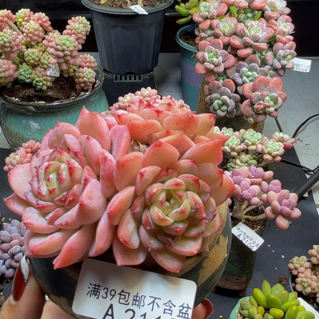 甜心天鹅绒2119/8cm不包整