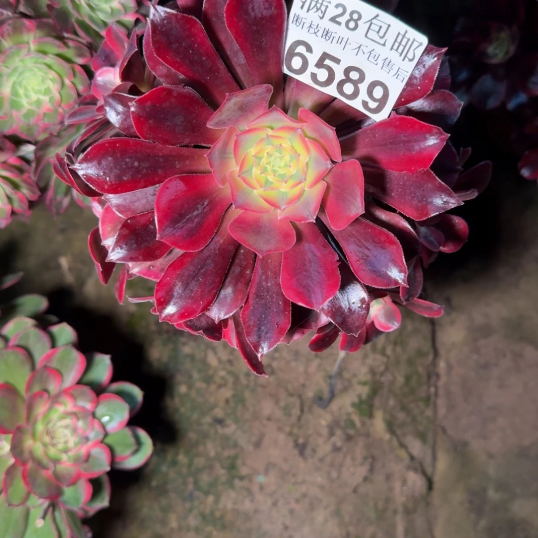 6589美杜莎多肉植物