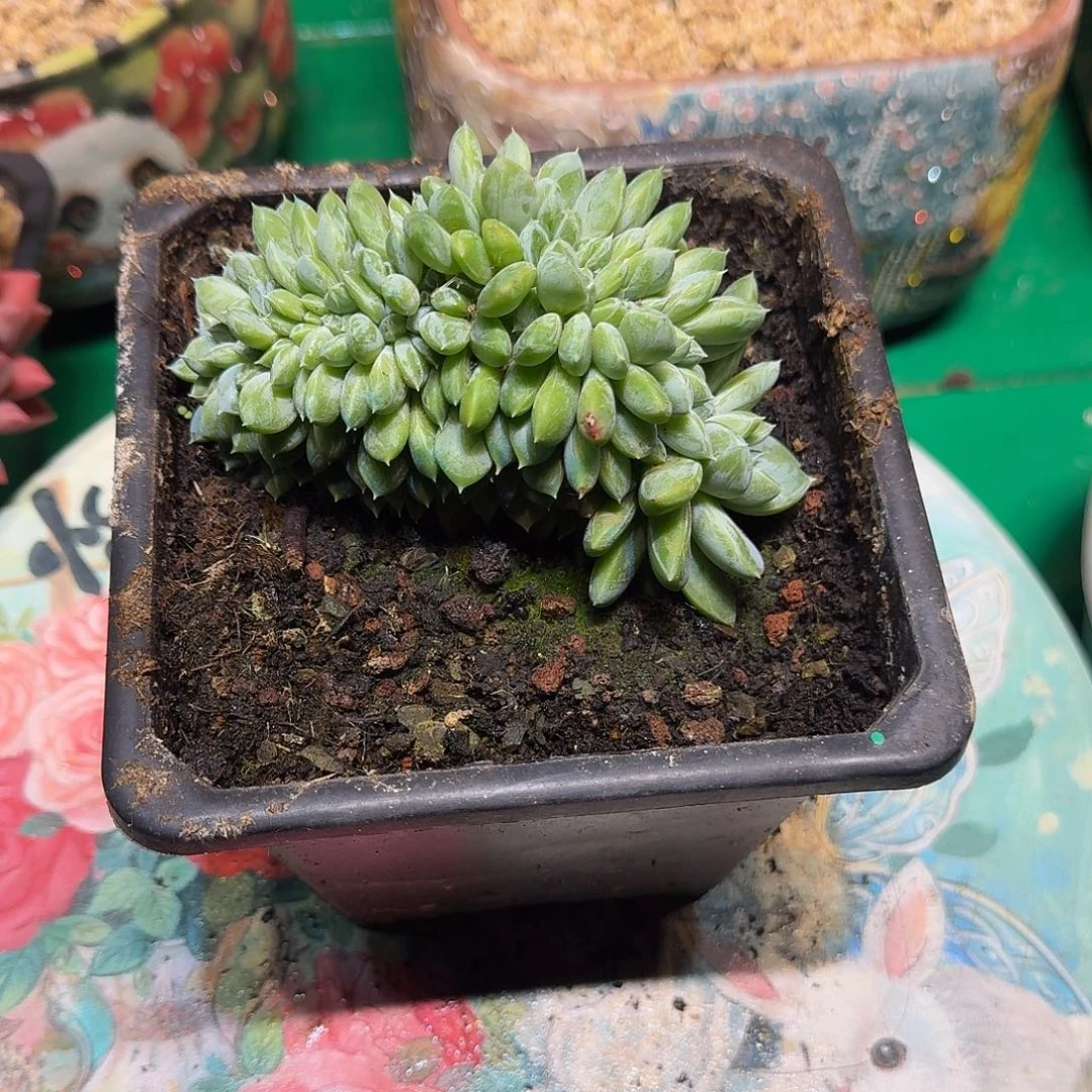 多肉植物多肉植物