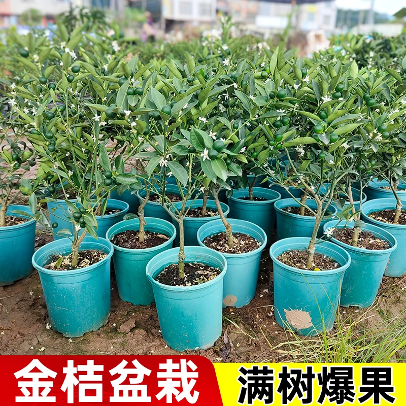 【直播专享】融安脆皮三代金桔树带土带叶嫁接高产阳台盆栽脆皮蜜桔