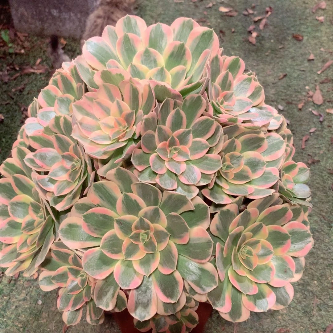 妖月捧花，多肉植物