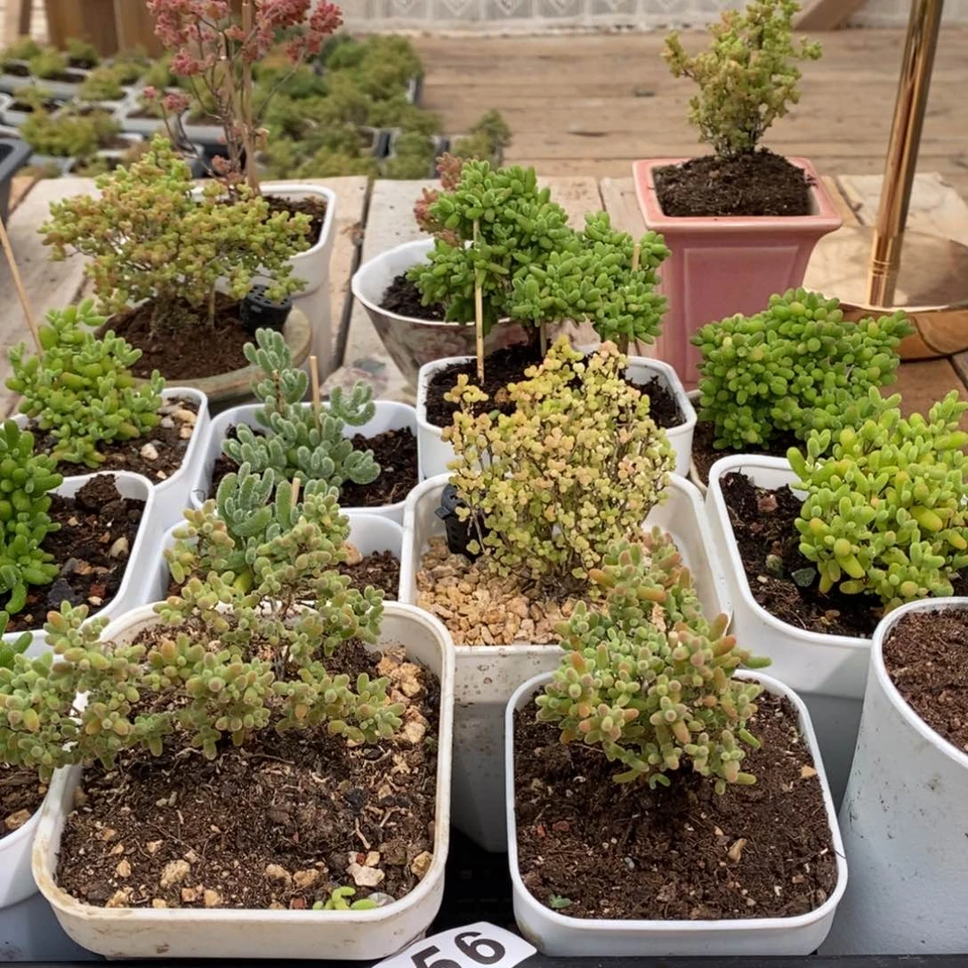 枝干番杏多肉植物956