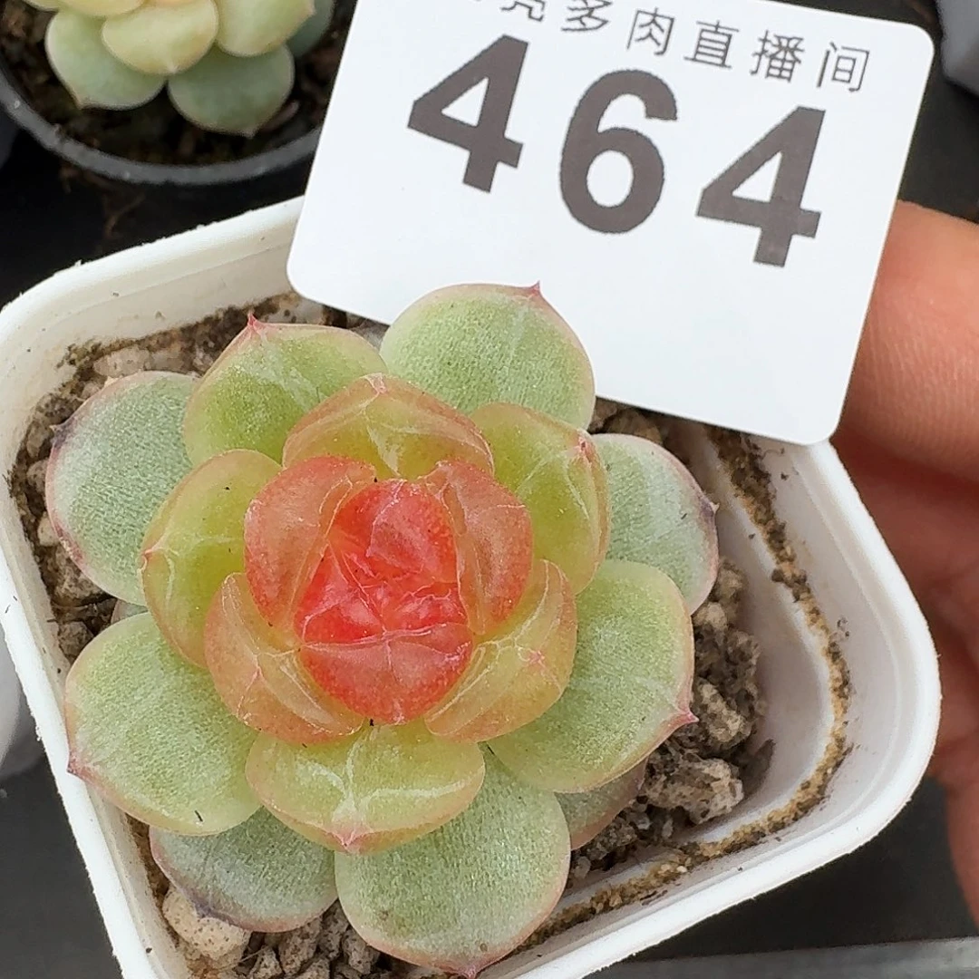追月珍妮            精美多肉植物