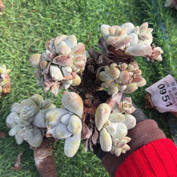 尘****谢谢姐姐～一物一拍2354