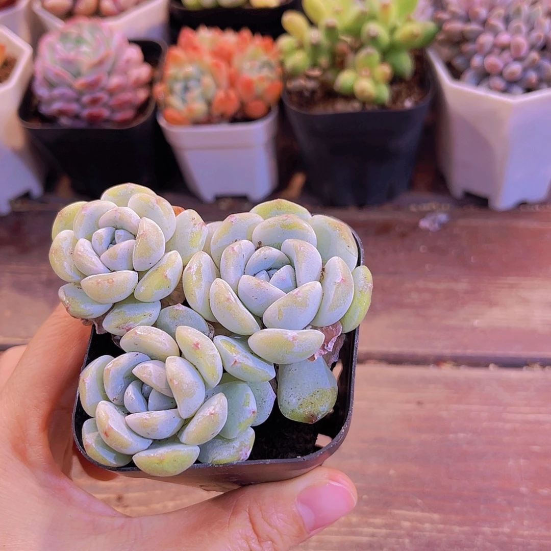 冰玉多头10盆带盆土1111111