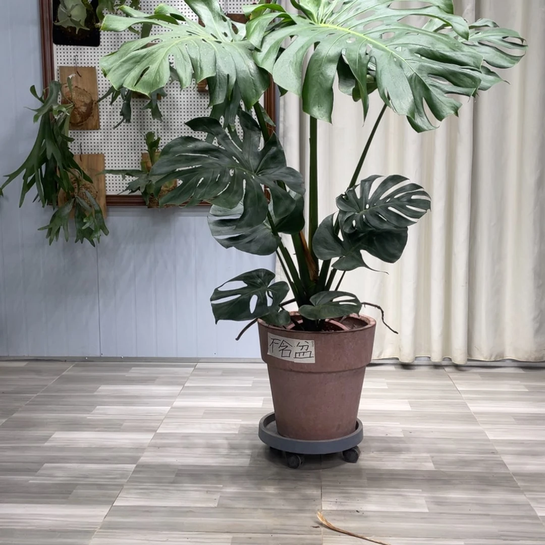 龟背竹的故事是这样