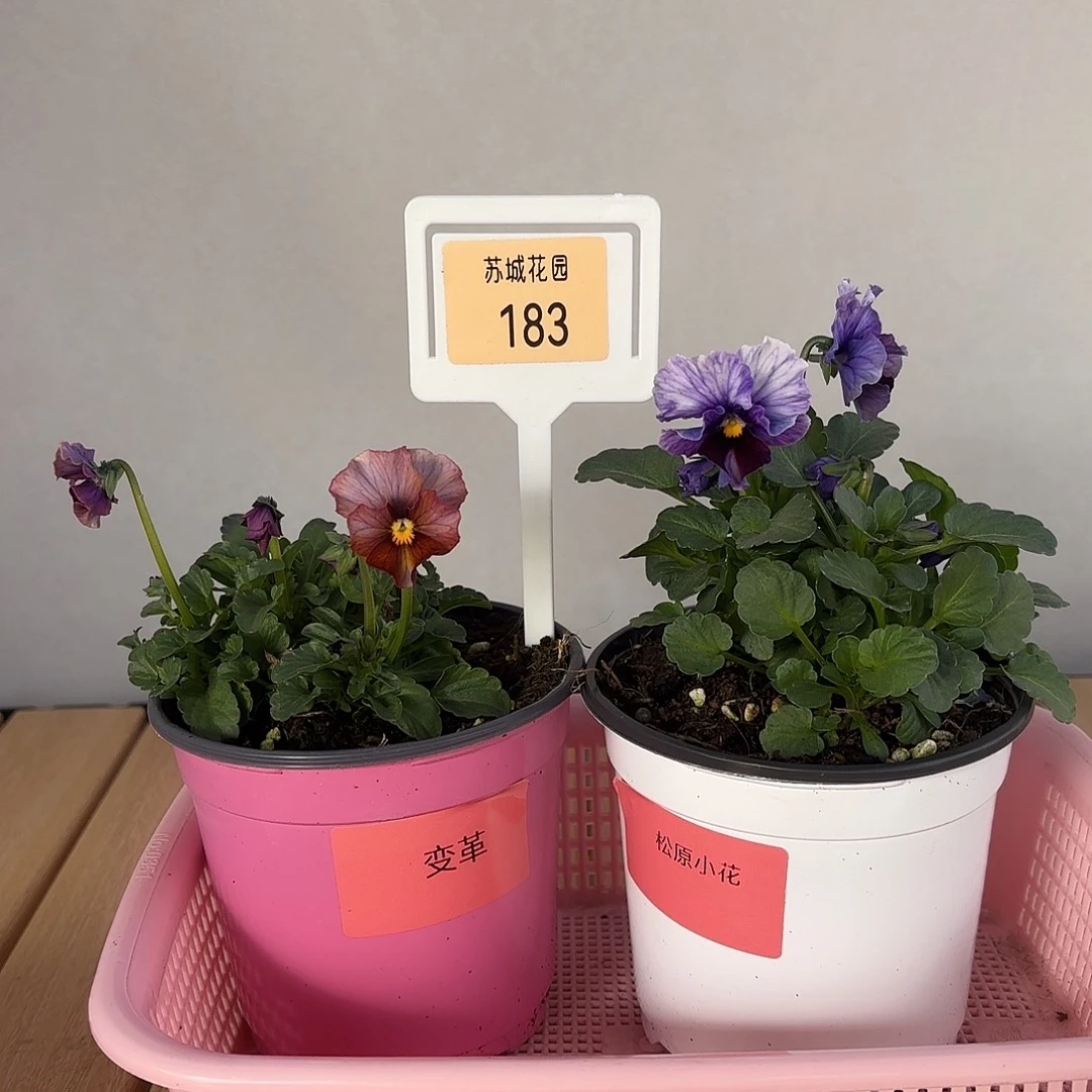 大部分开放少量花苞183