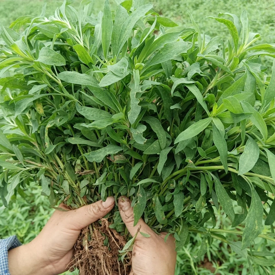2025扫帚苗地肤子苗铁扫把苗扫帚菜中药材新鲜整株带泥保湿发货