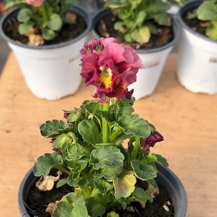 红陶抖音直播闪拍55