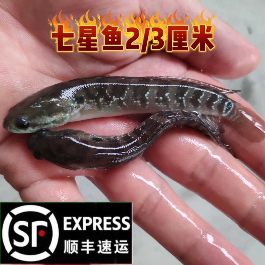 2/3厘米七星鱼山斑鱼活体花星鱼小型淡水养殖耐活发货