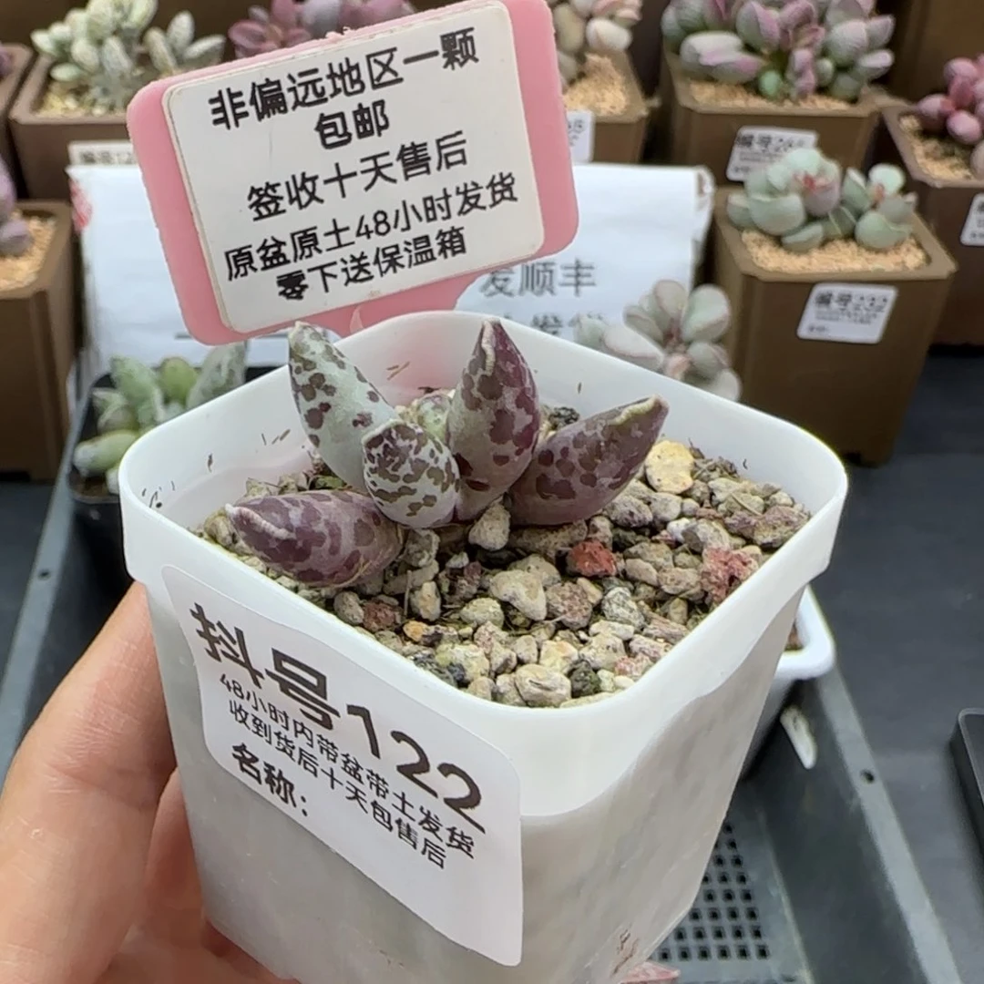 ?**?122猫耳海豹多肉