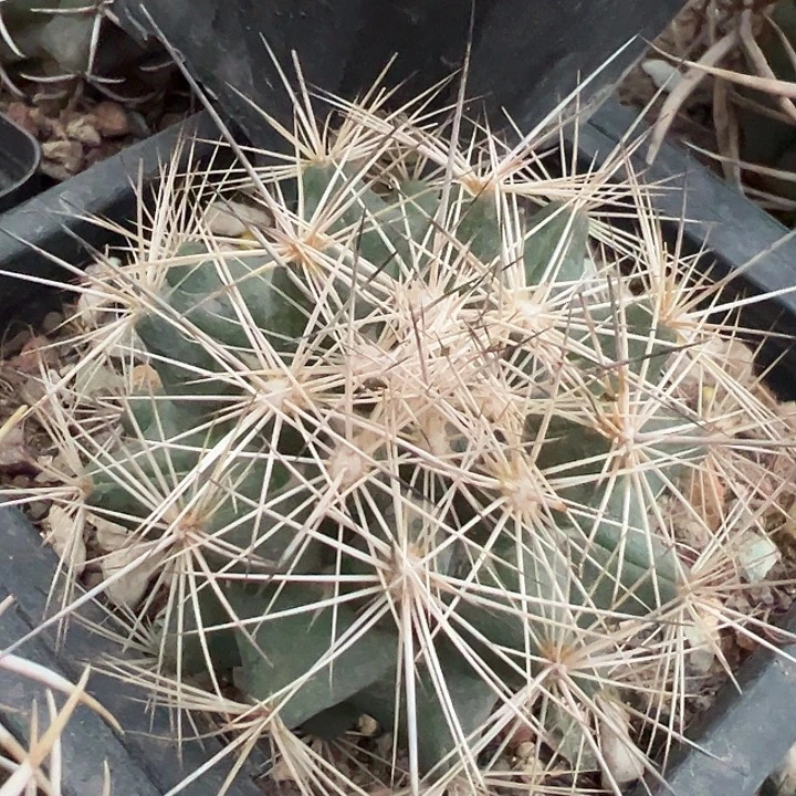 枪骑士。自根养定。