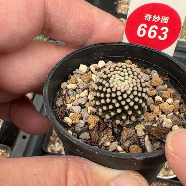 自根萝卜根松针牡丹1.9cm