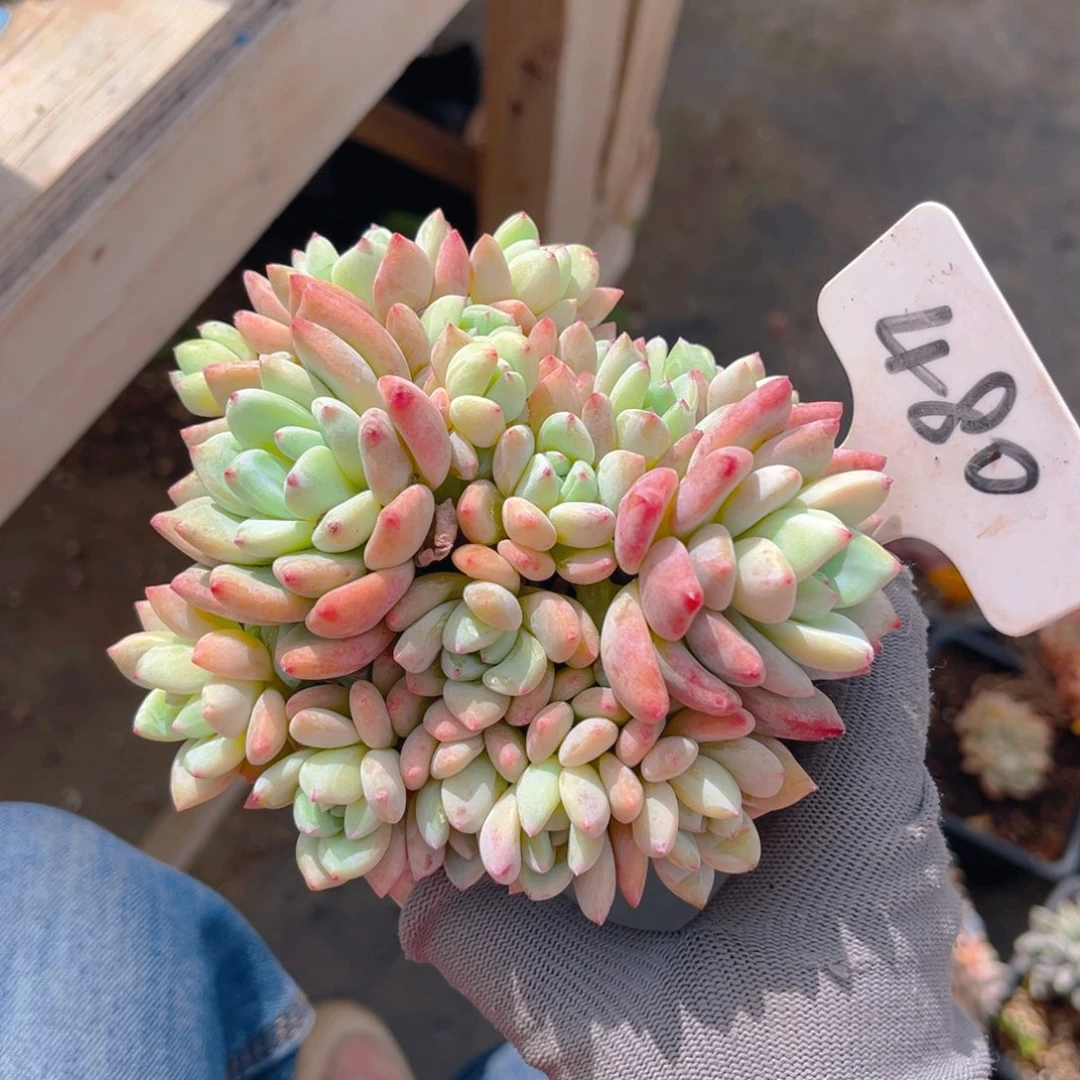 努****?480dgghjjjjjjjjj