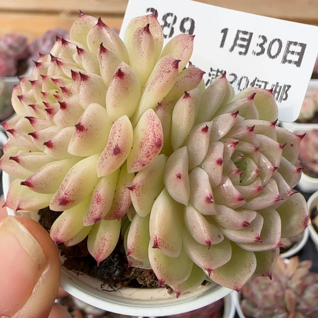 花语逸镜0130-289