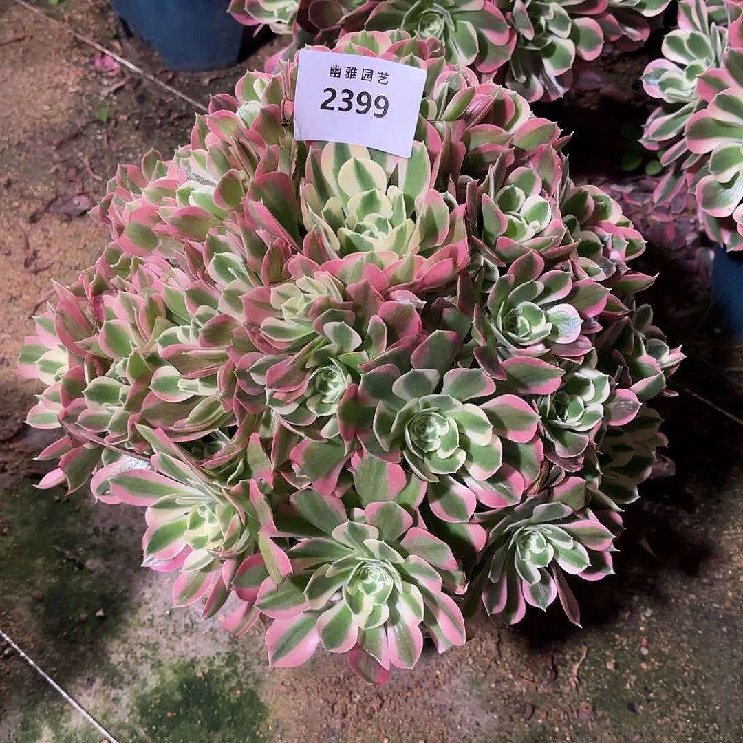 多肉法师白凤2399