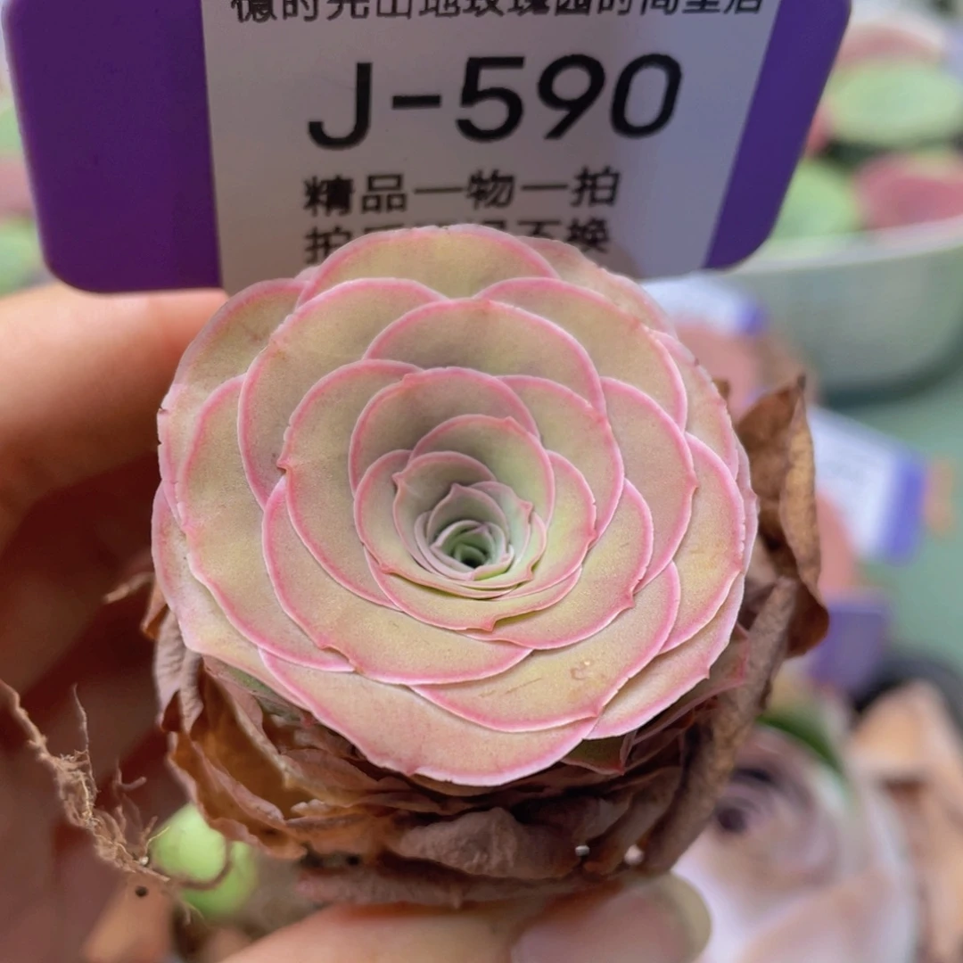 山地玫瑰J590裸根发货不售后