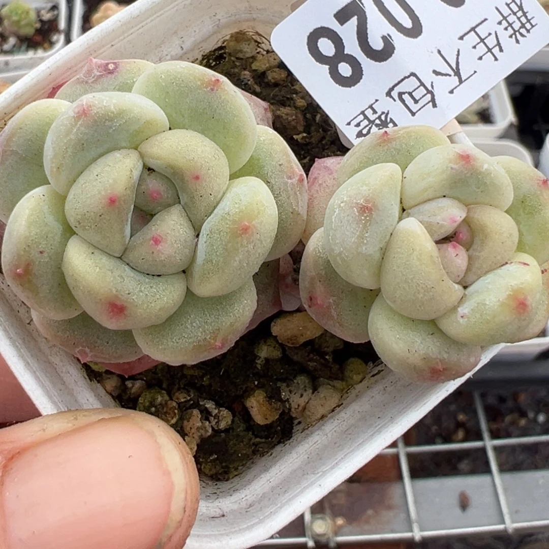 小卡拉米糖心一物一拍30-28