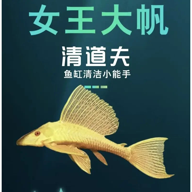 红眼女王大帆鱼清洁鱼缸除藻观赏鱼去除粪便