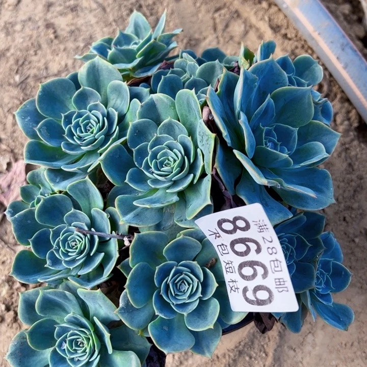 雨蝶多肉植物法师8669