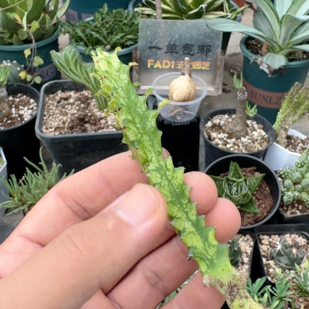464巴西龙骨锦脱土发货