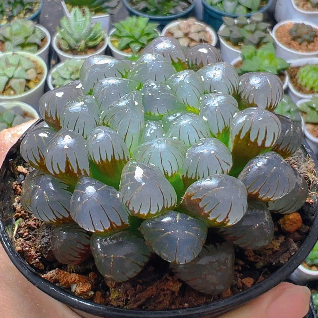 万象盆孔明灯玉露多肉