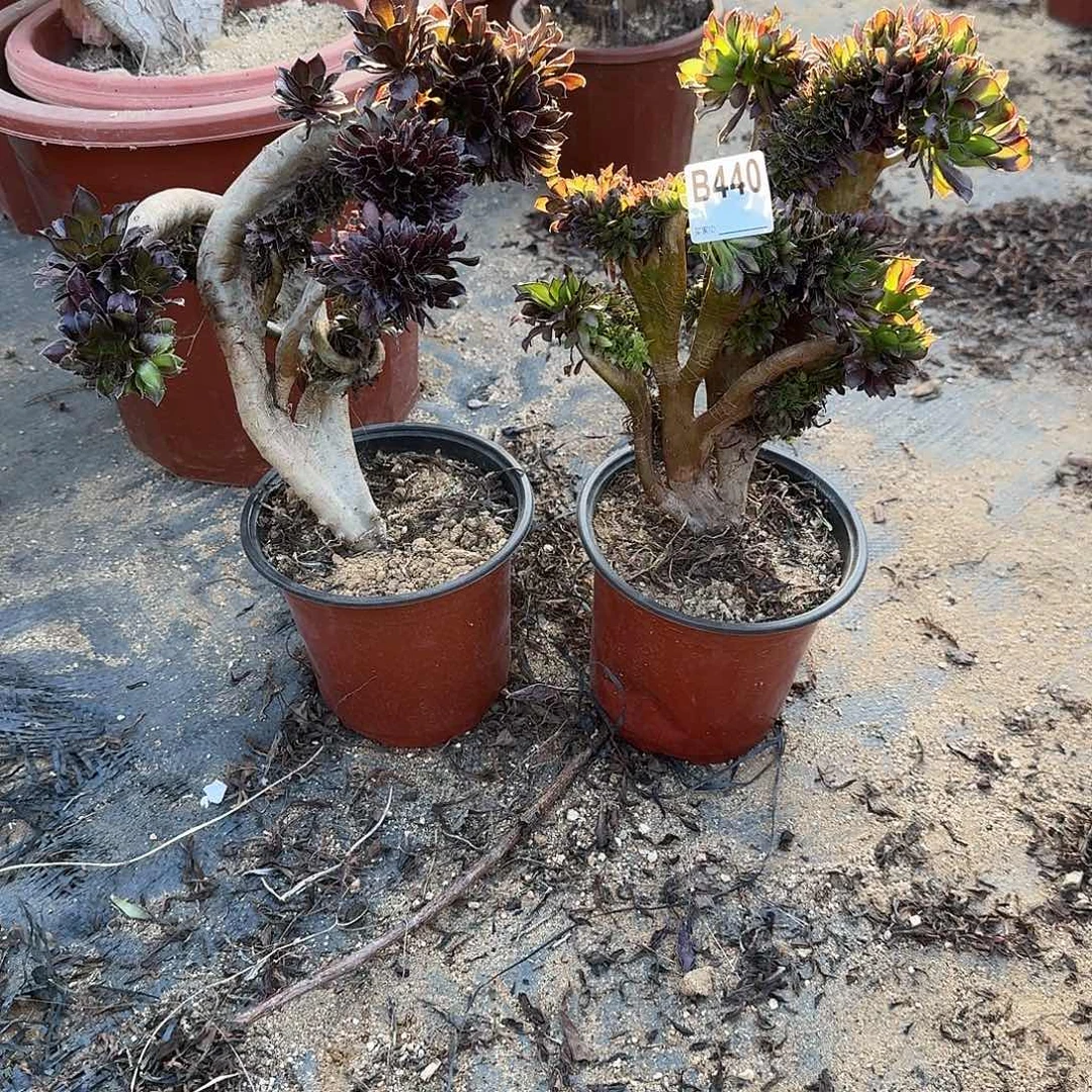 440黑法师共2颗牙呀