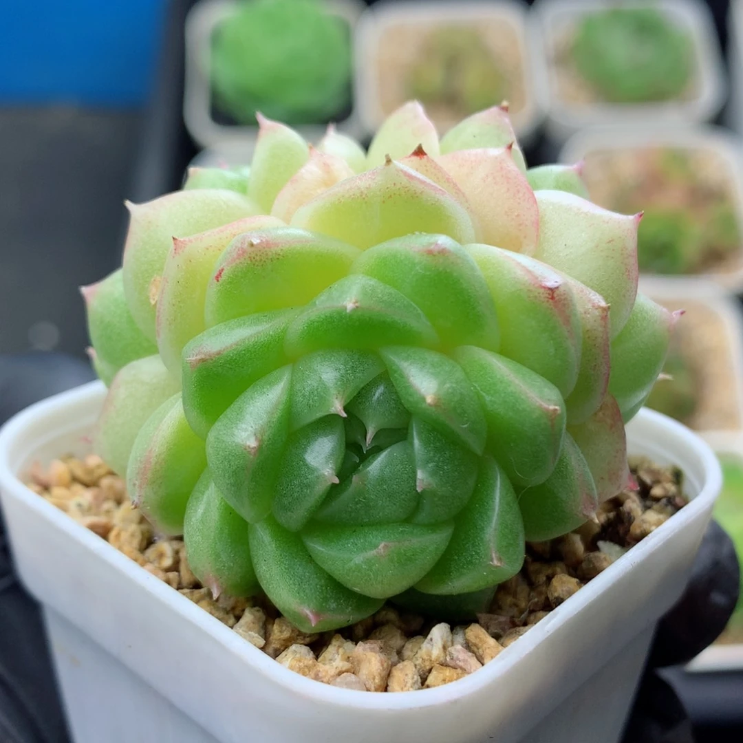 58包邮  群生不包整麦秆18