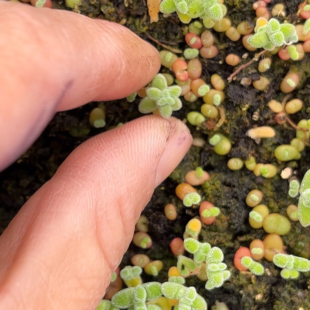 C***S实生三叶莱斯优选枝干