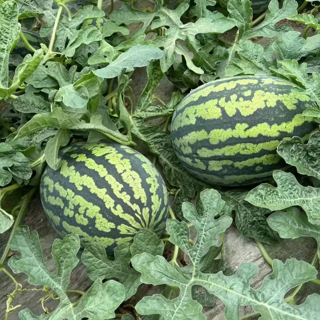 【今日推荐】正宗甘美4K西瓜肉质紧实 包脆包甜 【7斤起】【到货24小时售后 超24无】西瓜同城送江苏省