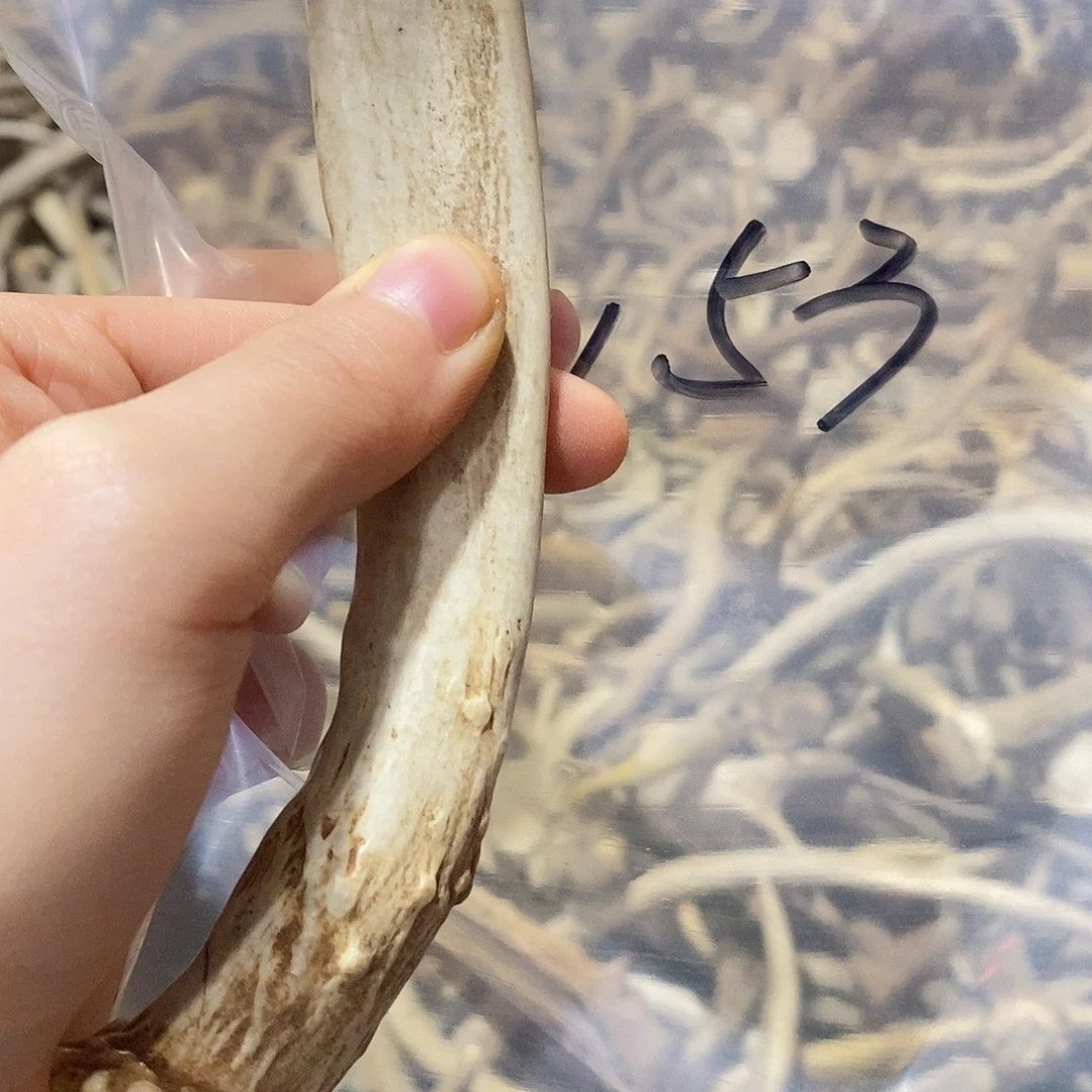 菜***羊非金属鹿角鹿鹿角
