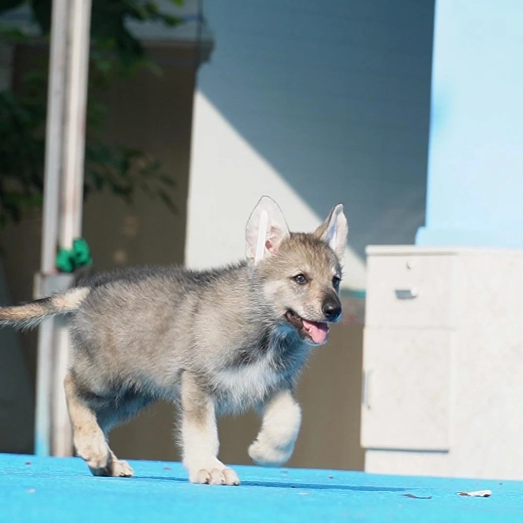 1002拍摄5号带CKU出生纸芯片捷克狼犬弟弟①10.16