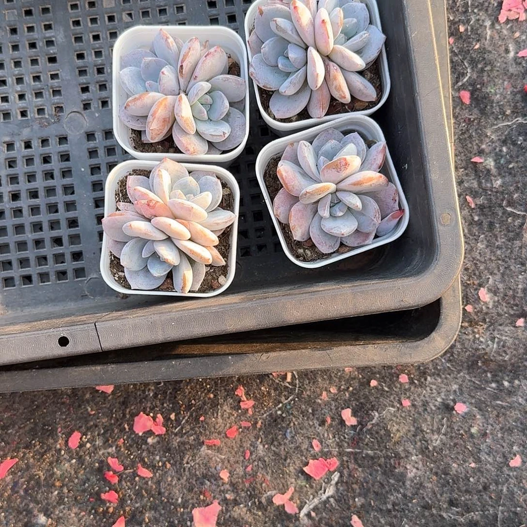 痞老板一物一拍专拍