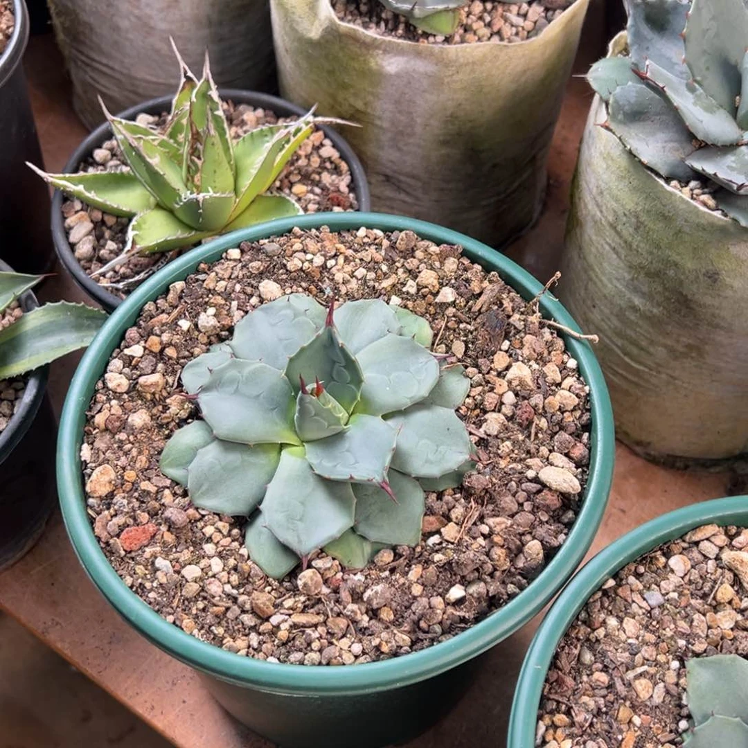 多肉植物龙舌兰道