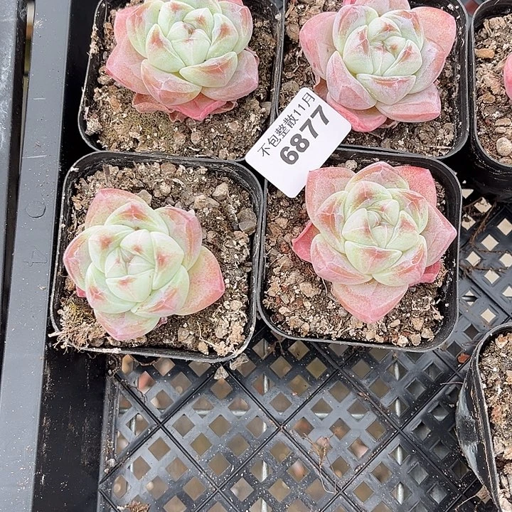 阿雅园艺。       6877冰玉四颗