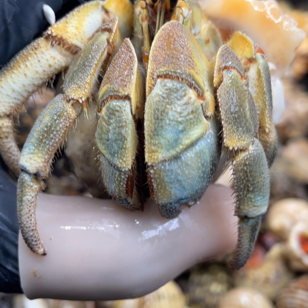 不退不换活体宠物19